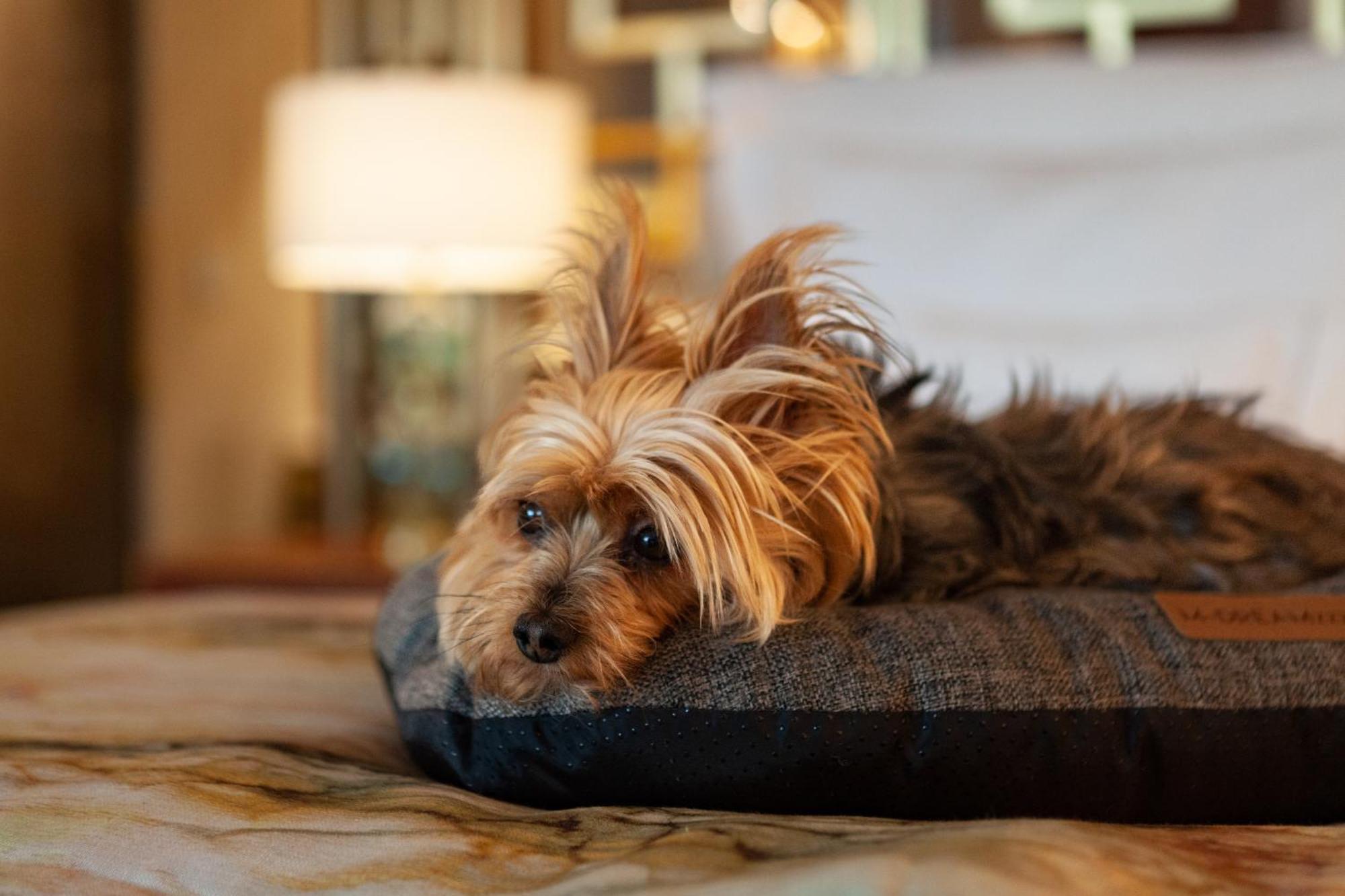 Wine & Books Lisboa Hotel Ngoại thất bức ảnh A Yorkshire Terrier